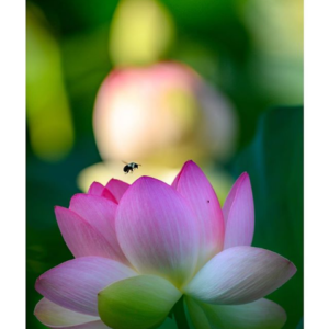 Bee on Flowers