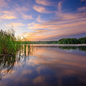 The Marsh